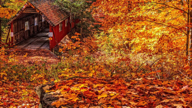 A charming Fall Foliage Wallpaper featuring a red covered bridge nestled among brilliant orange and yellow autumn trees with fallen leaves
