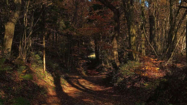 A serene fall foliage wallpaper showing a shaded forest path with sunlight filtering through autumn trees, casting shadows on the leaf-strewn ground