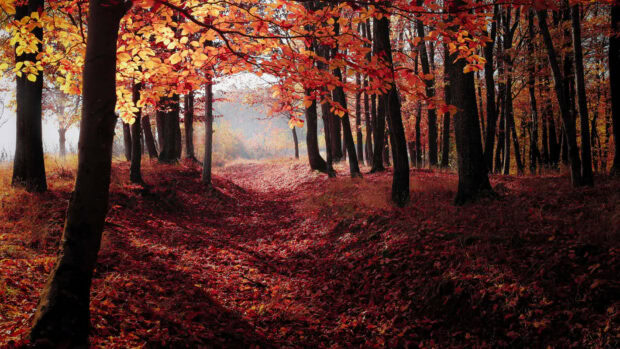A captivating Fall Foliage Wallpaper showing a forest path covered in deep red autumn leaves with tall trees