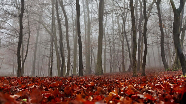 An atmospheric Fall Foliage Wallpaper featuring a misty forest with a ground covered in deep red fallen leaves