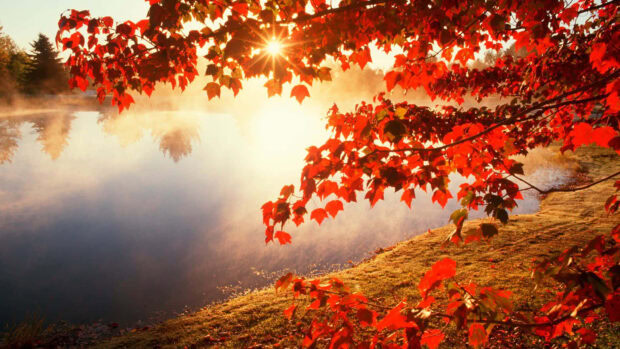 A stunning fall foliage wallpaper showing a vibrant red maple tree over a misty lake at sunrise