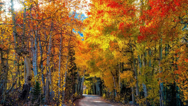 A stunning fall foliage wallpaper featuring a narrow road winding through a forest of tall trees with vibrant yellow and orange leaves