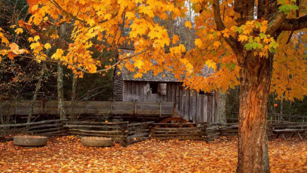 An rustic fall foliage wallpaper featuring an old wooden cabin nestled behind a large maple tree with bright yellow autumn leaves and fallen leaves on the ground