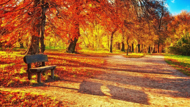 A beautiful fall foliage wallpaper showing a park scene with a wooden bench under a large tree and a winding path