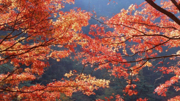 A vibrant fall foliage wallpaper showcasing sunlit red and orange maple leaves on tree branches against a dark background