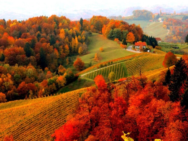 A picturesque fall foliage wallpaper featuring rolling hills, colorful autumn trees, green vineyards, and a small house in a scenic landscape