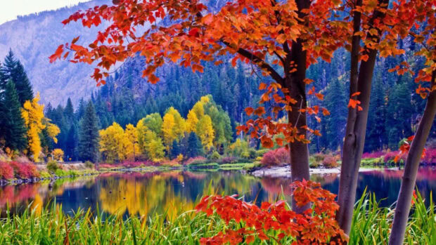 A scenic fall foliage wallpaper displaying a serene lake surrounded by colorful autumn trees and distant mountains