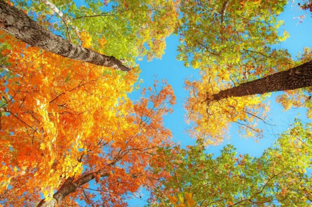 An upward view fall foliage wallpaper of a vibrant tree canopy with yellow and orange leaves against a clear blue sky