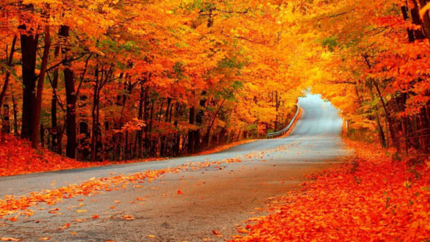 A bright fall foliage wallpaper featuring an empty uphill road winding through a tunnel of vibrant orange leaves