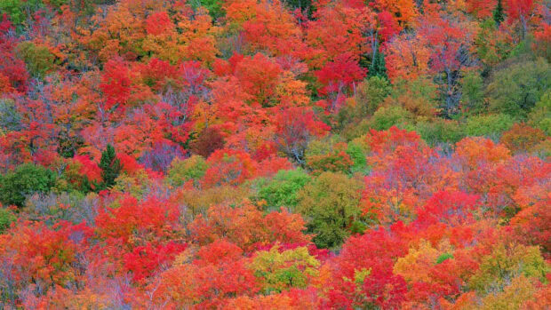 A vibrant fall foliage wallpaper showing a dense forest canopy from above, bursting with bright red, orange, and green autumn leaves