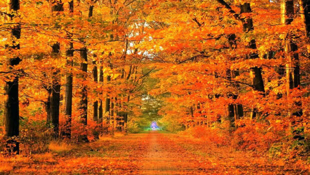 A vibrant orange and yellow fall foliage wallpaper featuring a forest path covered in fallen leaves with light at the end