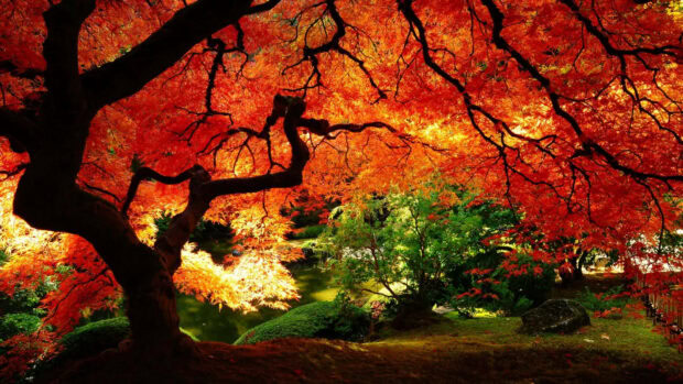 A vibrant fall foliage wallpaper showcasing a magnificent maple tree with brilliant orange and red autumn leaves, with green plants and a pond in the background