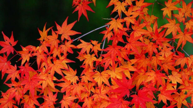A beautiful fall foliage wallpaper showcasing a close-up of vibrant red and orange maple leaves against a dark background