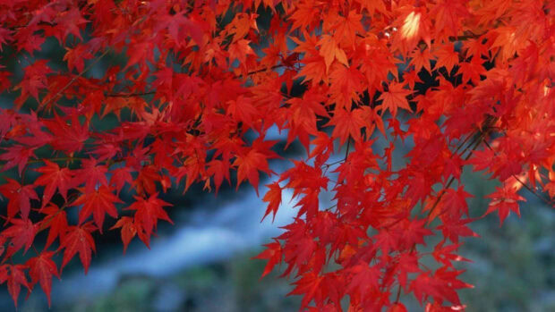 A close-up Fall Foliage Wallpaper showcasing vibrant red maple leaves against a soft blue background