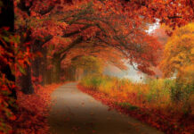 A serene fall foliage wallpaper depicting a winding asphalt path under a canopy of deep red and orange autumn leaves