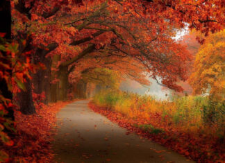 A serene fall foliage wallpaper depicting a winding asphalt path under a canopy of deep red and orange autumn leaves