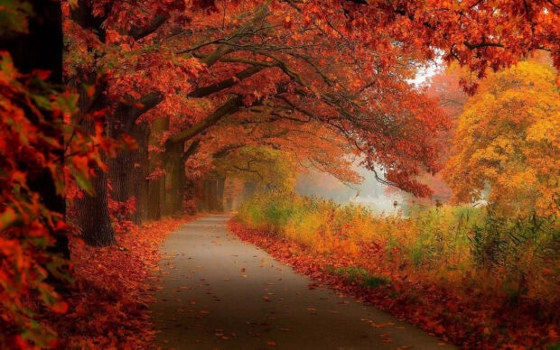 A serene fall foliage wallpaper depicting a winding asphalt path under a canopy of deep red and orange autumn leaves