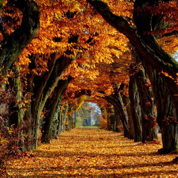 A beautiful Fall iPad wallpaper showcasing an autumn tree archway path with golden-orange leaves and bright sunlight