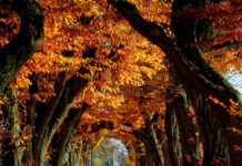 An immersive Fall Ipad Wallpaper showcasing a scenic autumn tree tunnel with a path covered in vibrant orange leaves