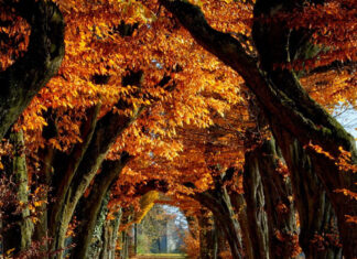 An immersive Fall Ipad Wallpaper showcasing a scenic autumn tree tunnel with a path covered in vibrant orange leaves