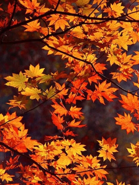 A warm fall iPad wallpaper showcasing golden autumn leaves on tree branches illuminated by sunlight against a dark background