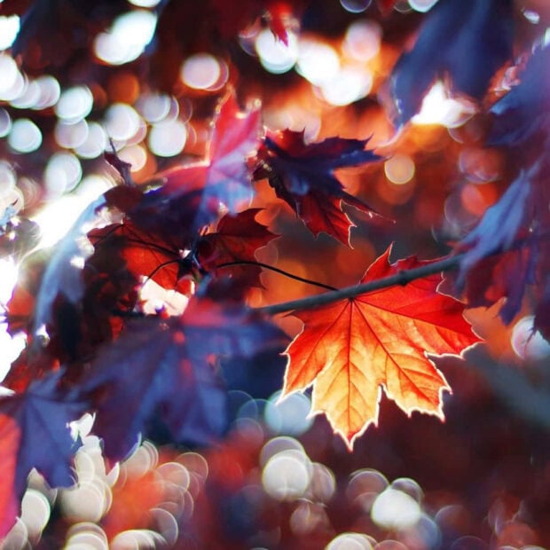 A dreamy fall iPad wallpaper featuring vibrant red autumn leaves with sparkling bokeh lights in the background, creating a soft focus effect