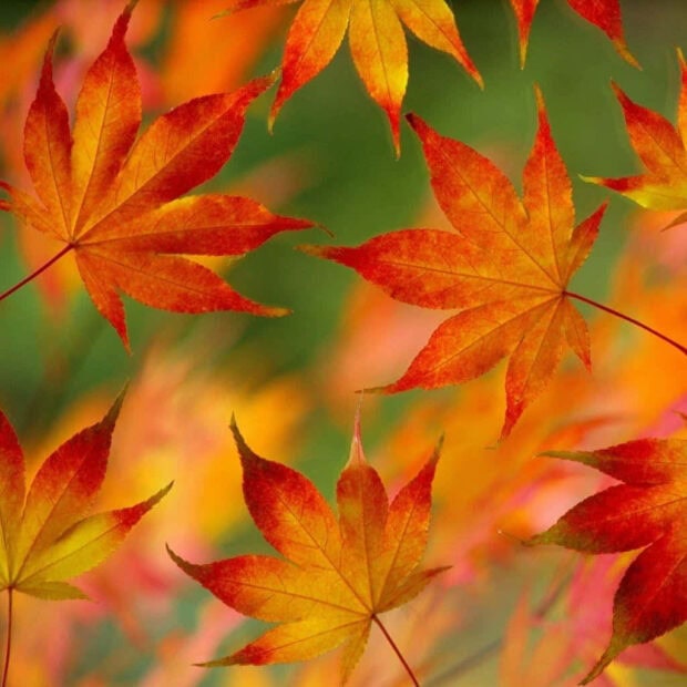 A vibrant Fall iPad wallpaper featuring a close-up pattern of red and yellow maple leaves against a soft, blurred autumnal background