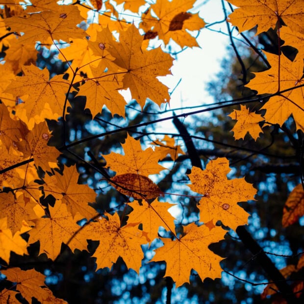 A vibrant Fall Ipad Wallpaper featuring a close-up of golden maple leaves against a blurred background