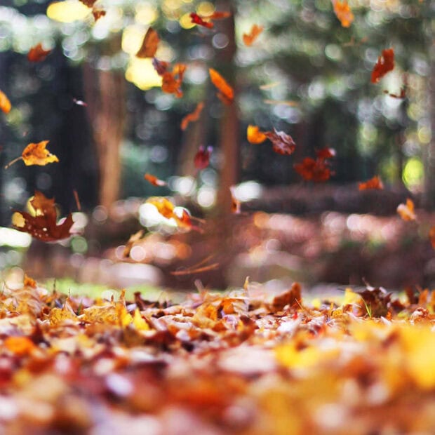 A beautiful Fall Ipad Wallpaper showing a close-up of vibrant autumn leaves falling onto a bed of similar foliage