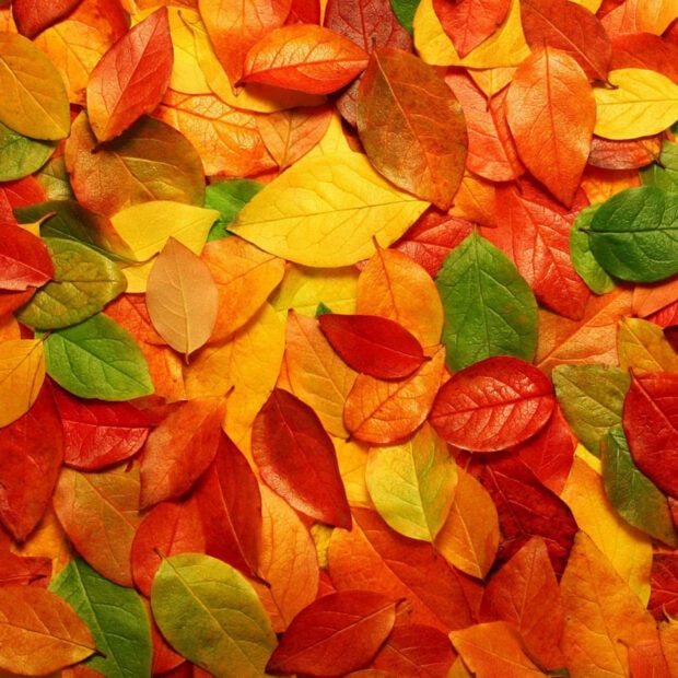 A beautiful Fall iPad wallpaper showcasing a vibrant pile of colorful autumn leaves in shades of red, orange, yellow, and green