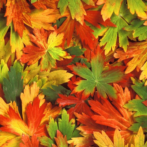 A close-up of a vibrant pile of colorful autumn leaves in red, orange, yellow, and green makes an excellent Fall Ipad Wallpaper