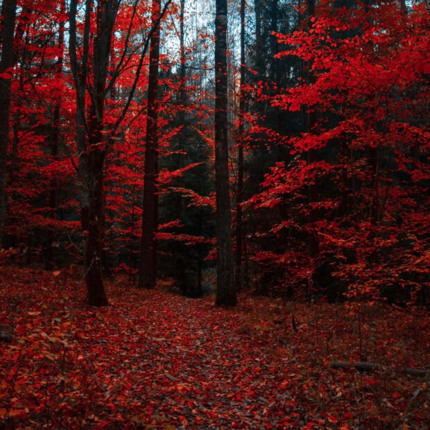 A dramatic Fall Ipad Wallpaper of a forest path covered in deep red autumn leaves and trees