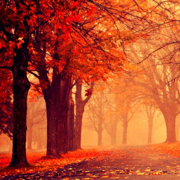 A beautiful Fall iPad wallpaper showcasing a foggy autumn road lined with trees displaying vibrant orange and red foliage, with fallen leaves on the ground
