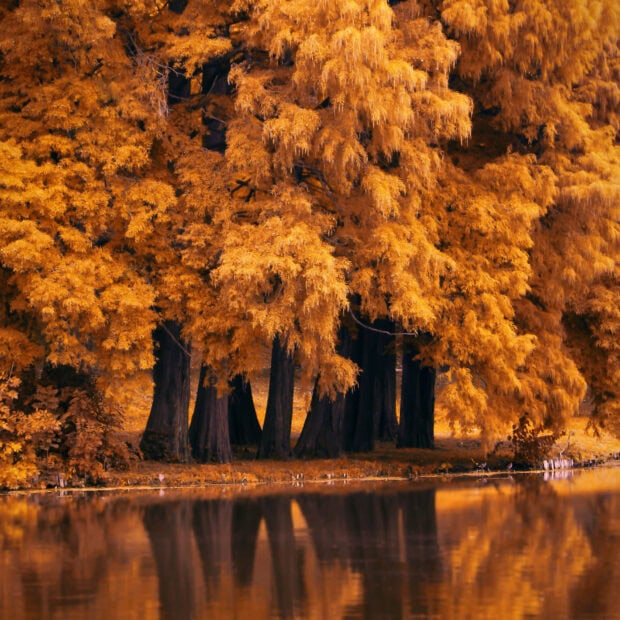 A serene scene of golden autumn cypress trees reflected in a calm lake, perfect for a Fall iPad wallpaper