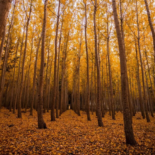 A vibrant Fall iPad wallpaper showcasing a golden forest path lined with tall trees and abundant autumn leaves on the ground