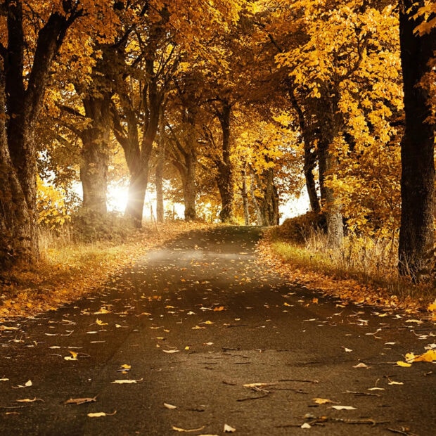 A beautiful golden autumn forest road with sunlight peeking through the trees serves as a perfect Fall Ipad Wallpaper