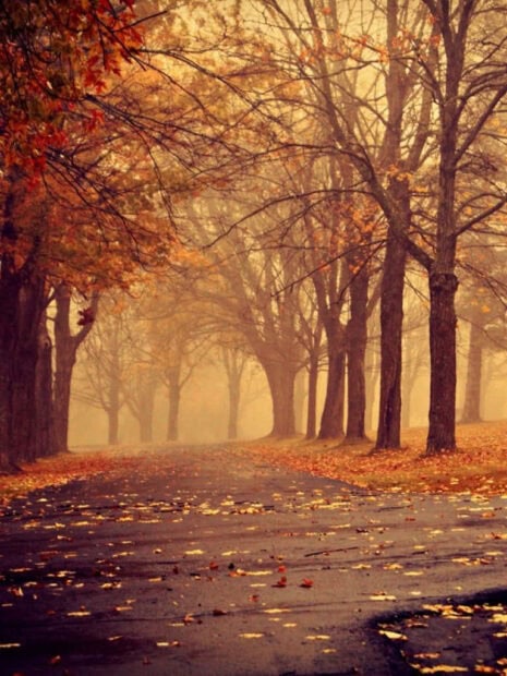 A serene Fall iPad wallpaper featuring a misty autumn road lined with tall, partially bare trees