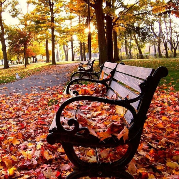 A beautiful Fall Ipad Wallpaper showing park benches covered in colorful autumn leaves under golden sunlight