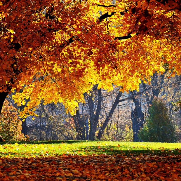 A sunny park scene featuring a large tree with vibrant golden autumn leaves and fallen leaves on green grass, ideal for a Fall iPad wallpaper