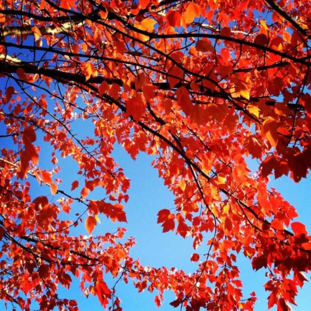 A striking fall iPad wallpaper showing bright red autumn leaves on tree branches contrasting beautifully with a clear blue sky