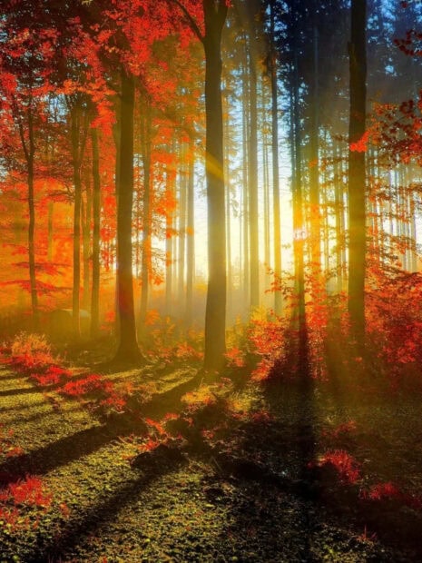 A breathtaking Fall iPad wallpaper capturing sunlit autumn forest with golden rays filtering through tall trees and vibrant red leaves