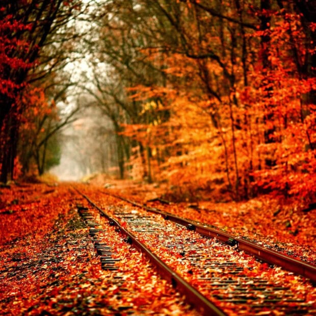 A scenic Fall Ipad Wallpaper depicting train tracks surrounded by vibrant orange autumn leaves in a dense forest