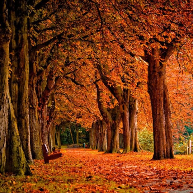 An enchanting Fall iPad wallpaper featuring a tree-lined path under a canopy of vibrant orange and red autumn leaves, with a rustic wooden bench nestled among the foliage