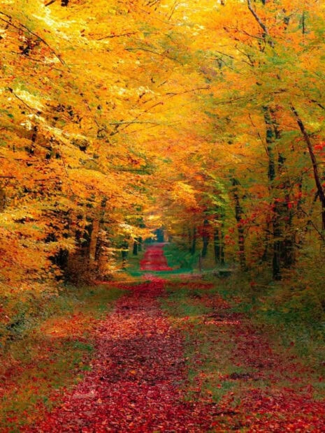 A stunning Fall iPad wallpaper showcasing a vibrant forest path covered in red autumn leaves with yellow trees