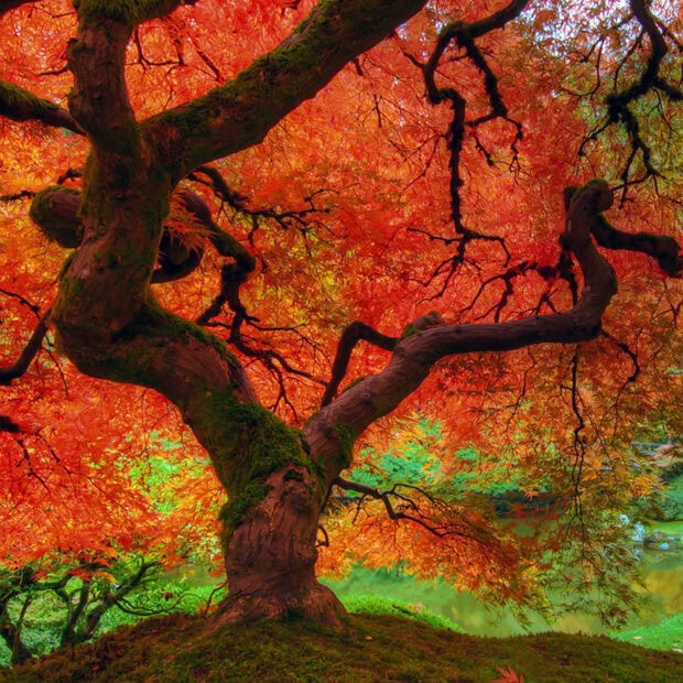 A vibrant orange and red Japanese maple tree with mossy branches is a perfect Fall iPad wallpaper