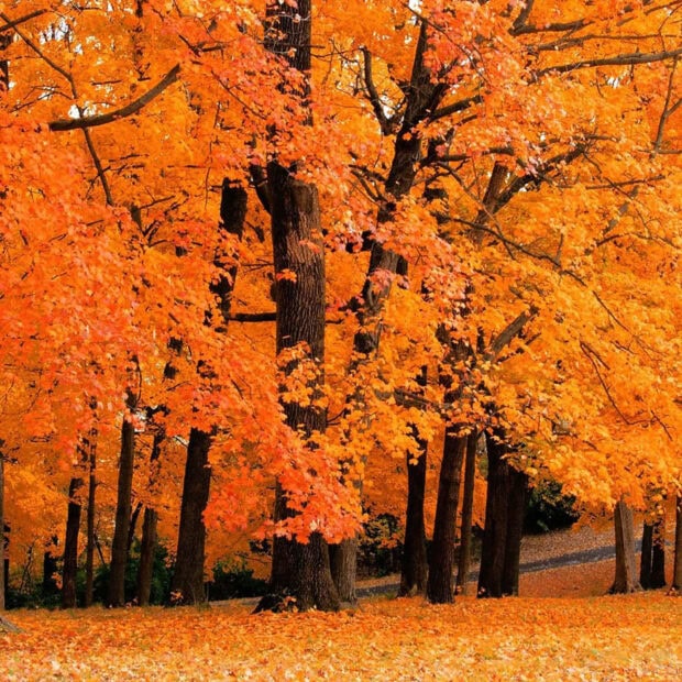 A vibrant orange fall forest scene with thick trees and fallen leaves is a beautiful Fall Ipad Wallpaper