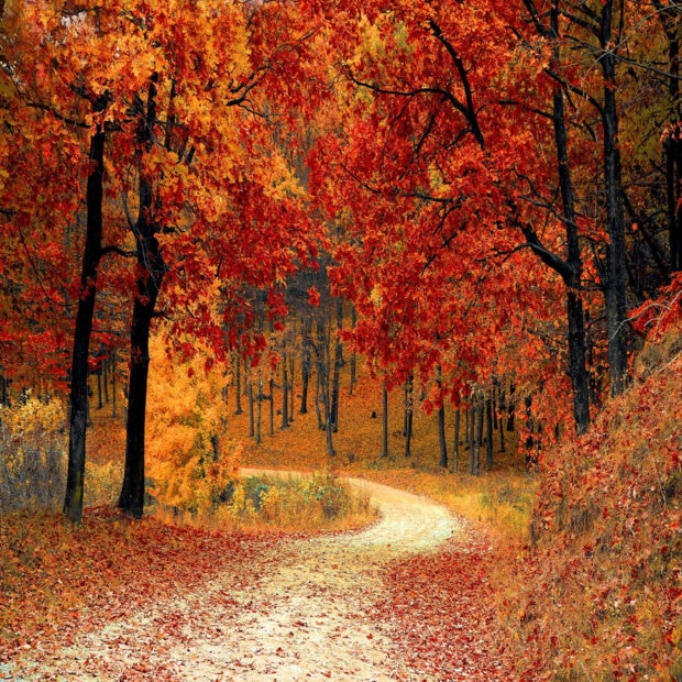A picturesque Fall iPad wallpaper featuring a winding forest road surrounded by vibrant red and orange autumn leaves