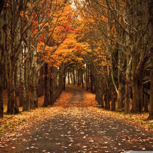 A serene Fall Ipad Wallpaper depicting a winding forest road with scattered autumn leaves and bare trees