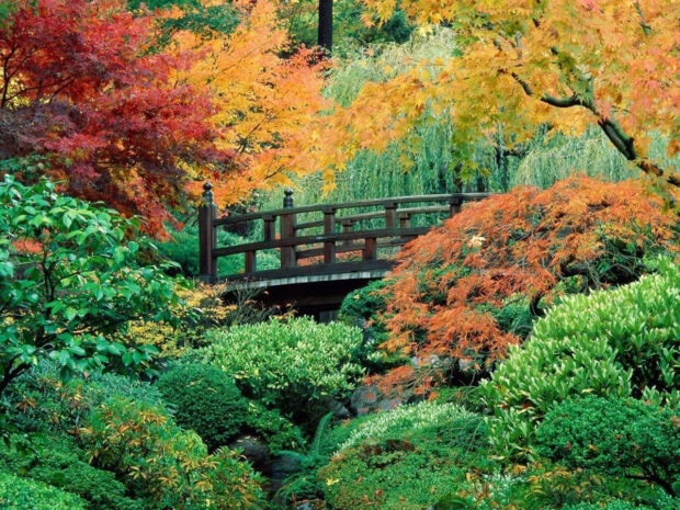 A serene fall landscape wallpaper featuring a traditional wooden bridge nestled within a vibrant Japanese garden, surrounded by colorful autumn foliage