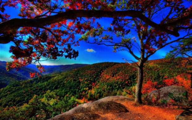 A breathtaking fall landscape wallpaper showcasing a panoramic mountain vista with vibrant autumn trees under a dramatic blue sky, seen from a rocky viewpoint